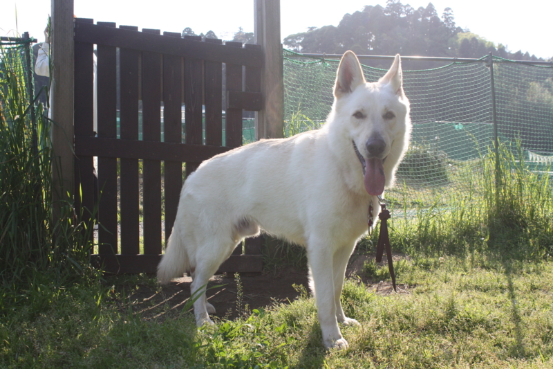 f:id:reeyan:20100501161220j:image