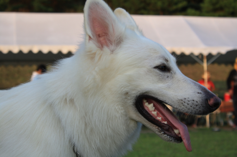 f:id:reeyan:20100918173459j:image