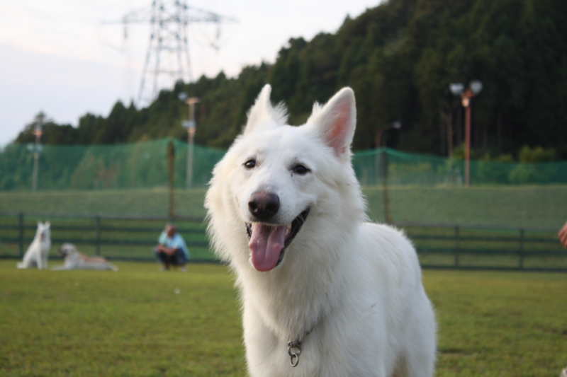 f:id:reeyan:20100918173643j:image
