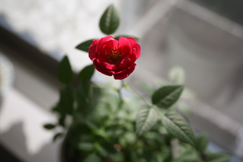 f:id:reeyan:20101224102140j:image f:id:reeyan:20101224102140j:image