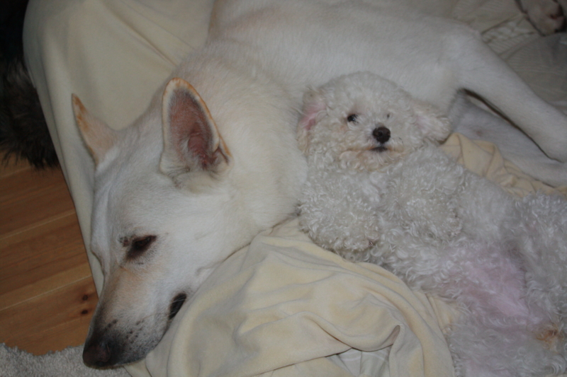 f:id:reeyan:20101226124610j:image f:id:reeyan:20101226124610j:image
