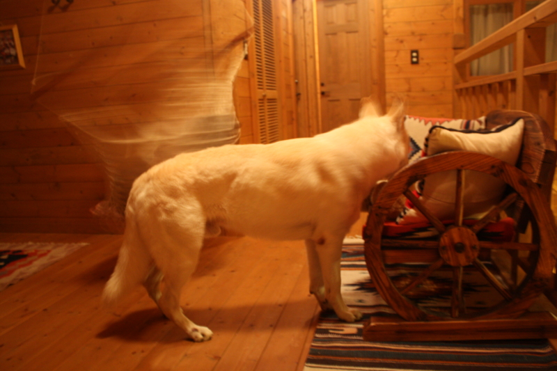 f:id:reeyan:20110108180057j:image f:id:reeyan:20110108180057j:image
