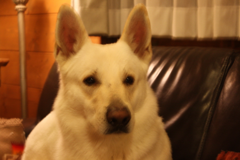 f:id:reeyan:20110108195949j:image f:id:reeyan:20110108195949j:image