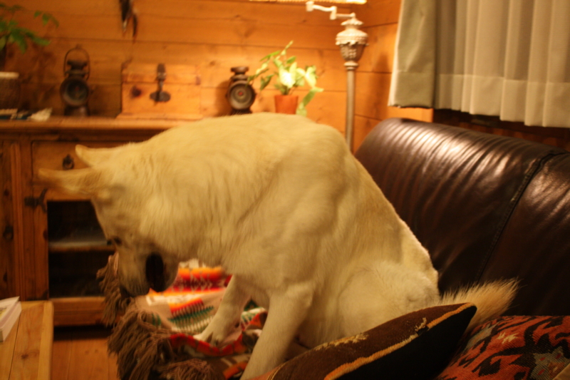 f:id:reeyan:20110108200109j:image f:id:reeyan:20110108200109j:image