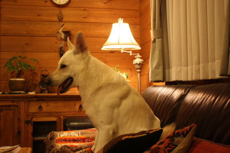 f:id:reeyan:20110108200125j:image f:id:reeyan:20110108200125j:image