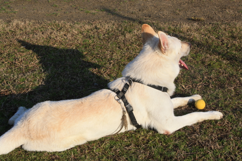 f:id:reeyan:20110305080653j:image