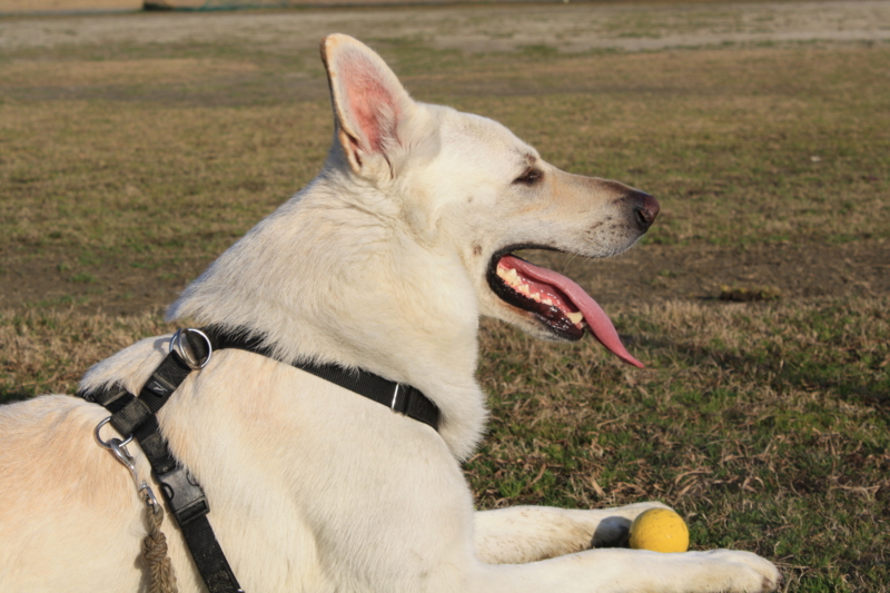 f:id:reeyan:20110305080702j:image