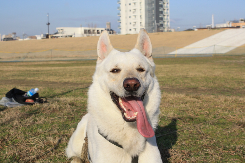 f:id:reeyan:20110305080805j:image