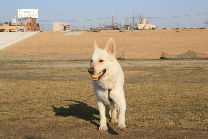 f:id:reeyan:20110305080916j:image