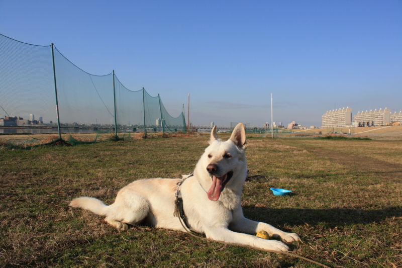 f:id:reeyan:20110305080937j:image