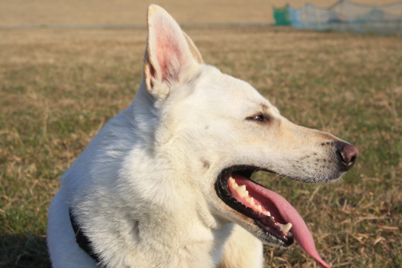 f:id:reeyan:20110305082112j:image