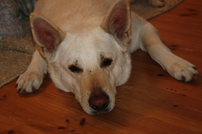 f:id:reeyan:20110321110732j:image