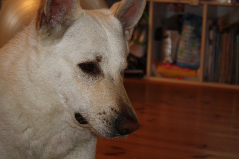 f:id:reeyan:20110321110755j:image