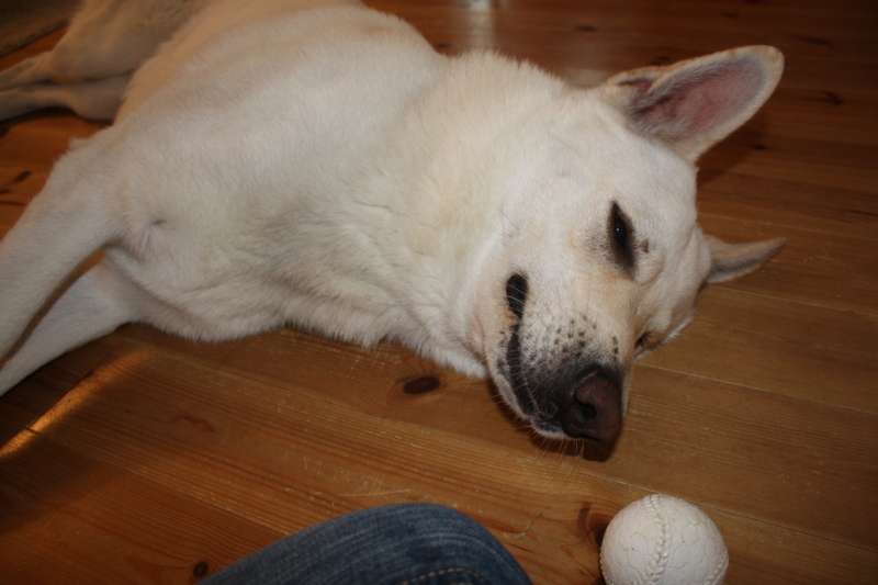 f:id:reeyan:20110321110915j:image