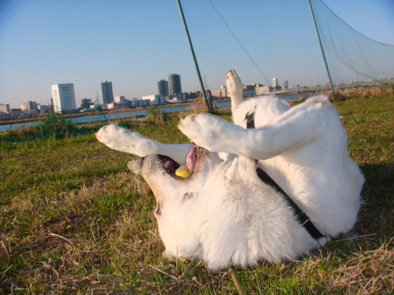 f:id:reeyan:20110404071758j:image