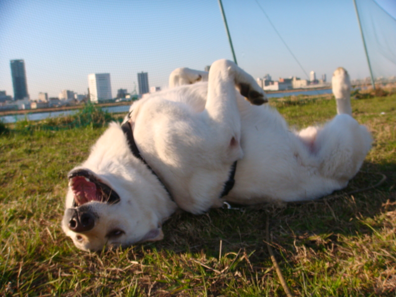 f:id:reeyan:20110404071801j:image