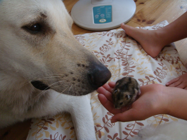 f:id:reeyan:20110708113002j:image