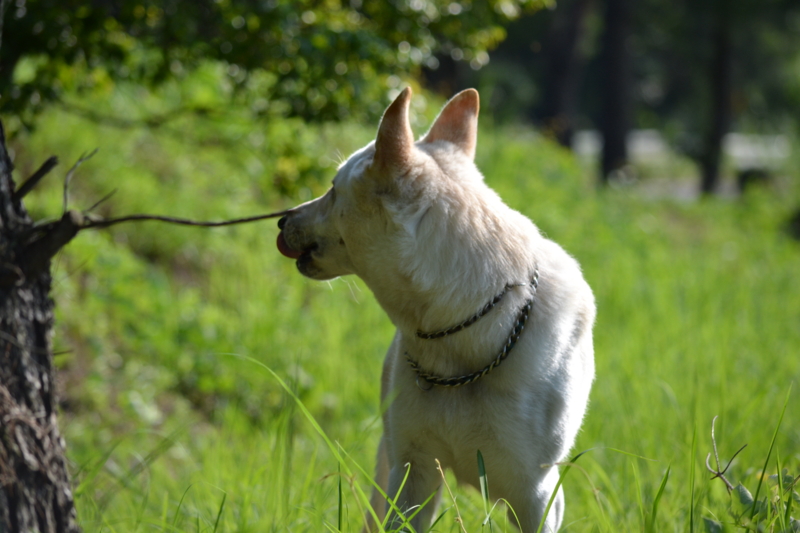 f:id:reeyan:20110720190034j:image
