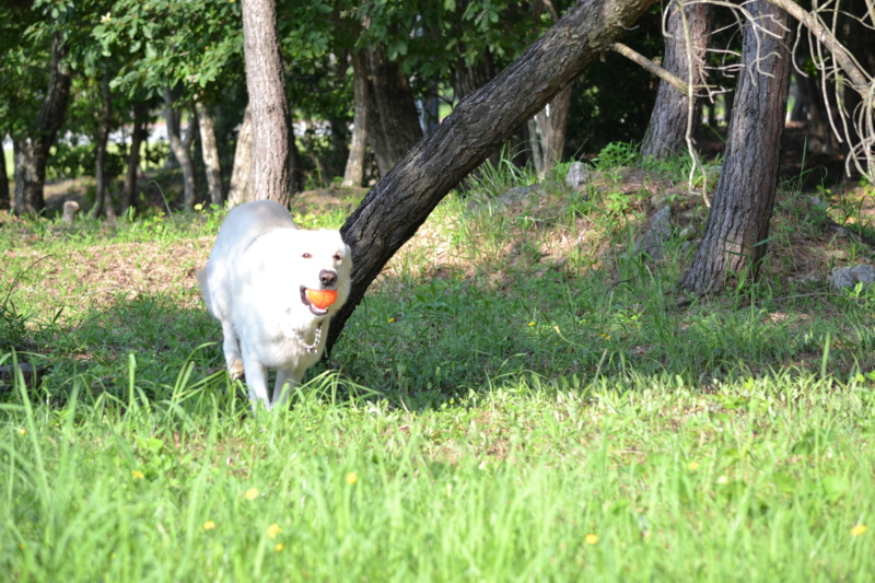 f:id:reeyan:20110720190133j:image