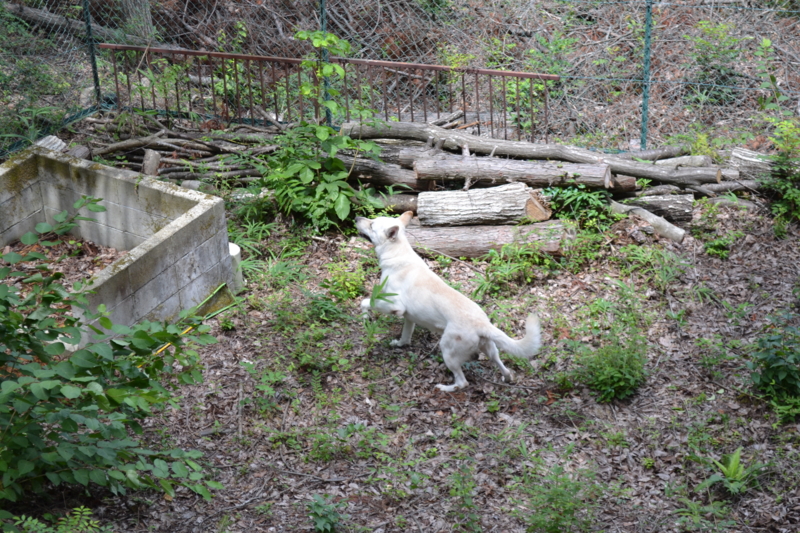 f:id:reeyan:20110806214712j:image