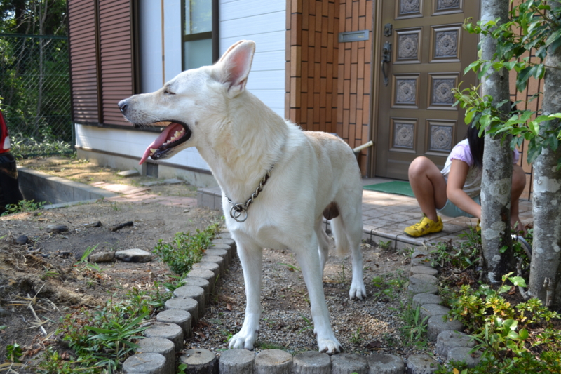 f:id:reeyan:20110815075751j:image