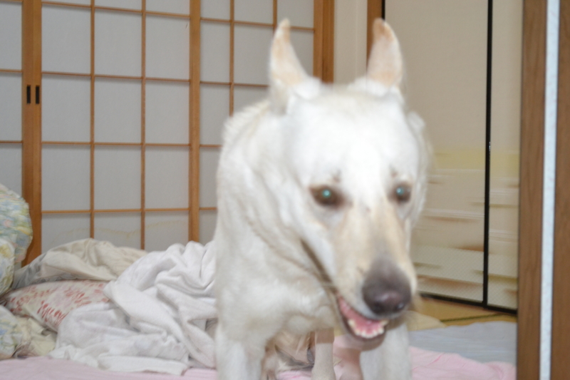 f:id:reeyan:20110815080554j:image