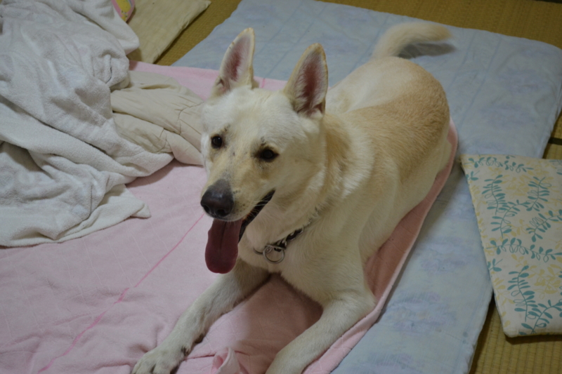 f:id:reeyan:20110815080649j:image