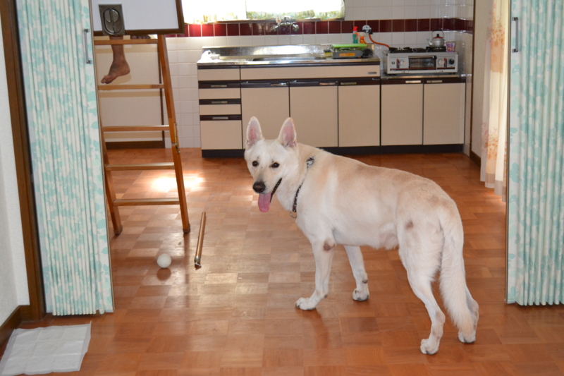 f:id:reeyan:20110815082812j:image f:id:reeyan:20110815082812j:image