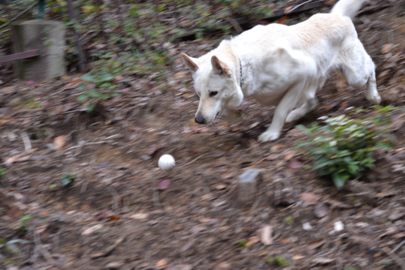 f:id:reeyan:20111123204503j:image