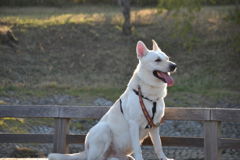 f:id:reeyan:20121022081114j:image f:id:reeyan:20121022081114j:image