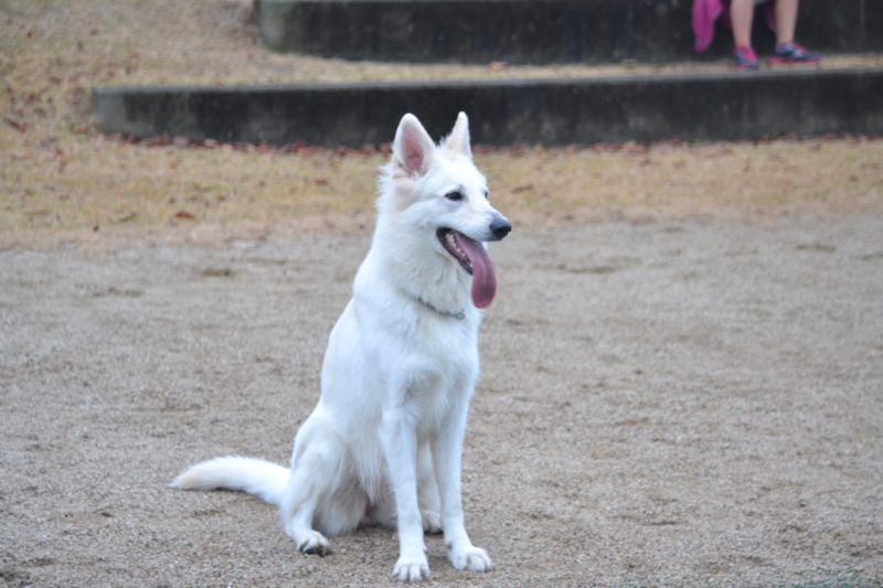 f:id:reeyan:20121123194429j:image f:id:reeyan:20121123194429j:image