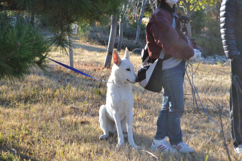 f:id:reeyan:20121210200707j:image