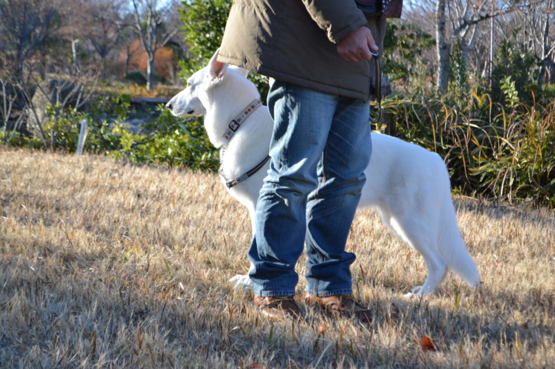 f:id:reeyan:20121210200726j:image