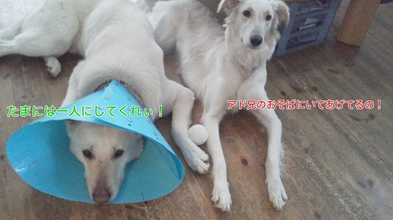 f:id:reeyan:20130208095955j:image