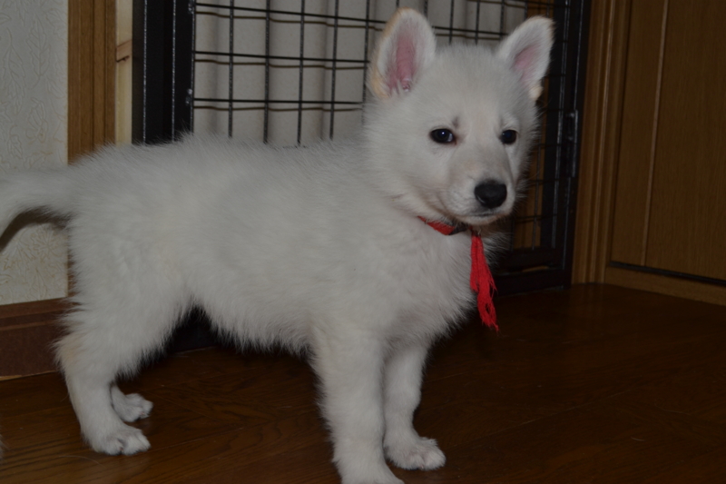 f:id:reeyan:20130211075855j:image f:id:reeyan:20130211075855j:image
