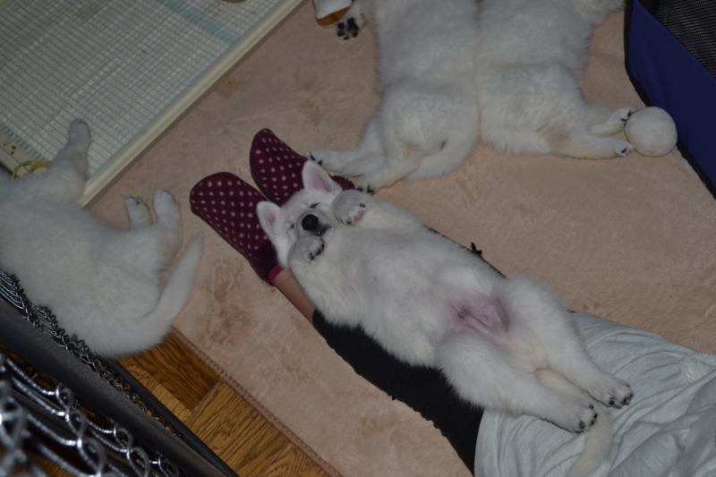 f:id:reeyan:20130211082410j:image f:id:reeyan:20130211082410j:image