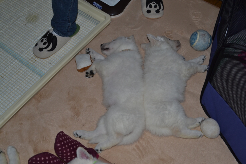 f:id:reeyan:20130211082428j:image f:id:reeyan:20130211082428j:image
