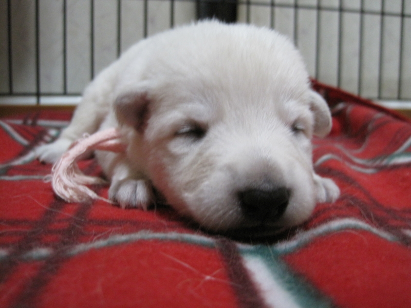 f:id:reeyan:20130824062117j:image