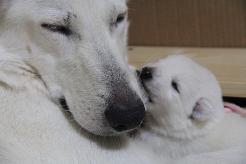 f:id:reeyan:20130824062118j:image