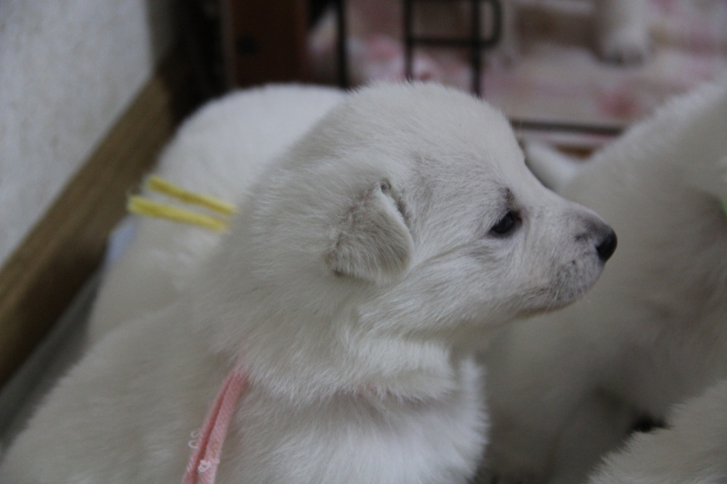 f:id:reeyan:20130824062121j:image