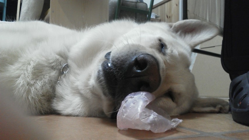 f:id:reeyan:20130828202326j:image