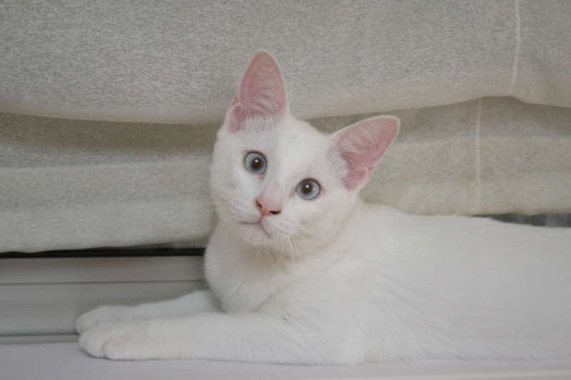 f:id:reeyan:20130828202327j:image