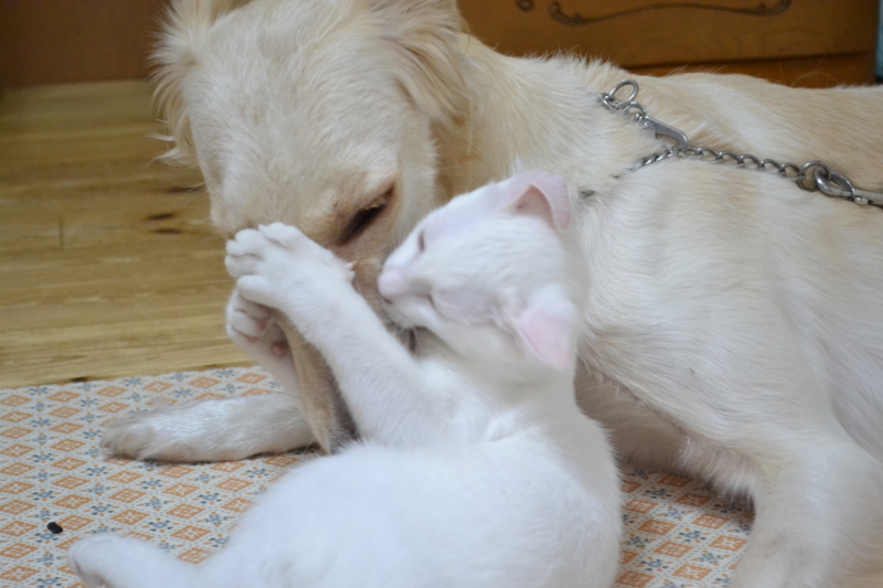 f:id:reeyan:20130828202333j:image