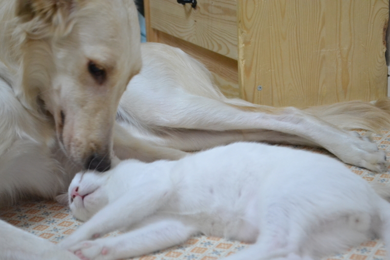 f:id:reeyan:20130828202343j:image