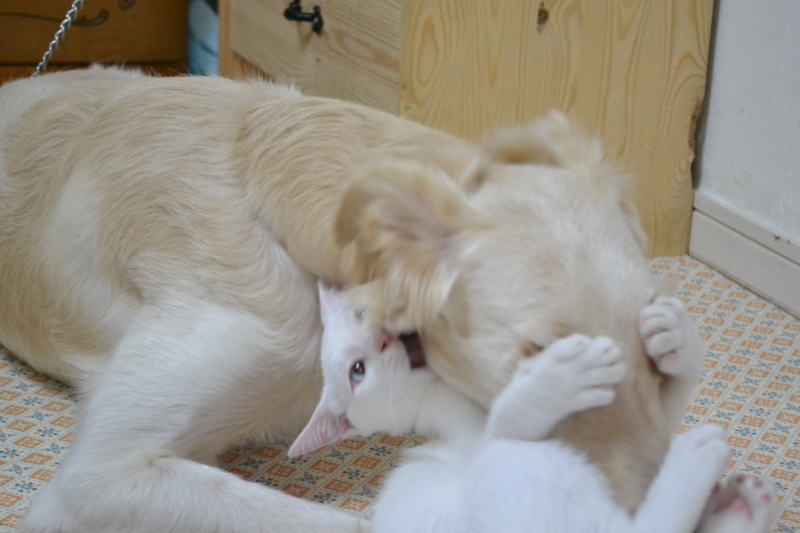 f:id:reeyan:20130828202348j:image