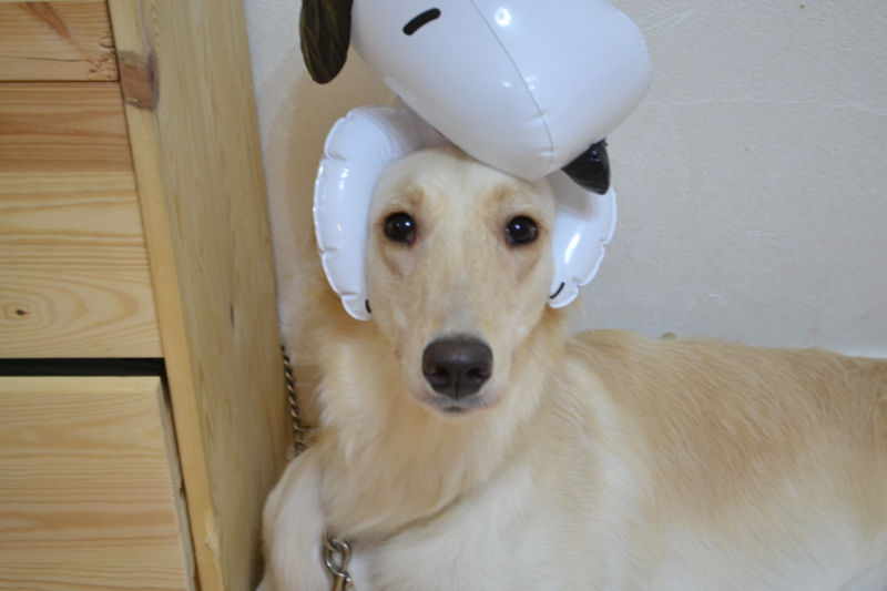 f:id:reeyan:20130828202359j:image