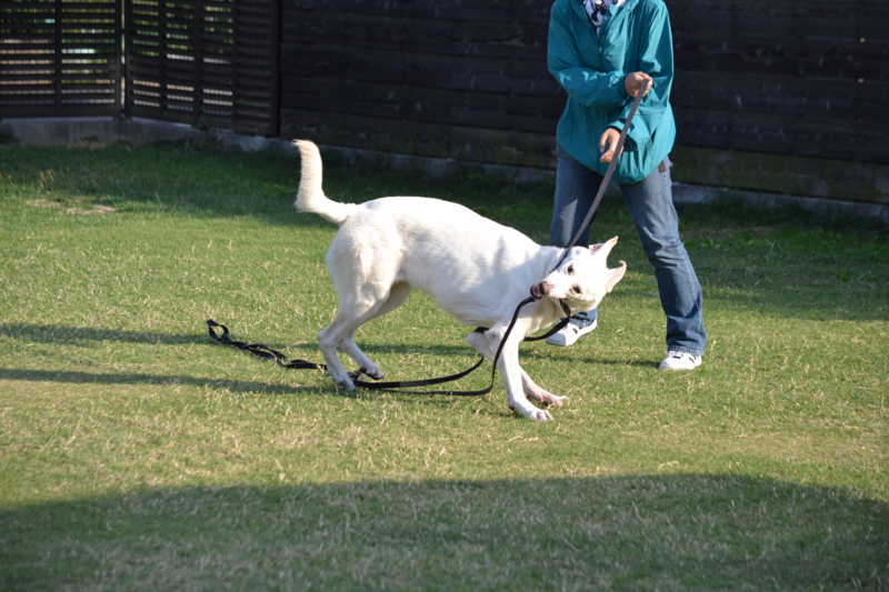 f:id:reeyan:20131014094352j:image