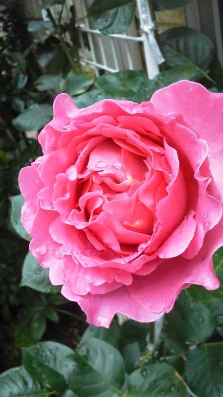 f:id:reeyan:20140521145440j:image f:id:reeyan:20140521145440j:image