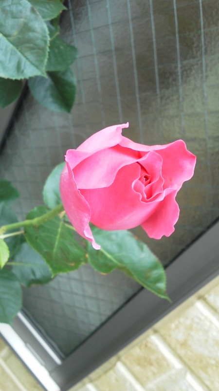 f:id:reeyan:20140521145441j:image f:id:reeyan:20140521145441j:image