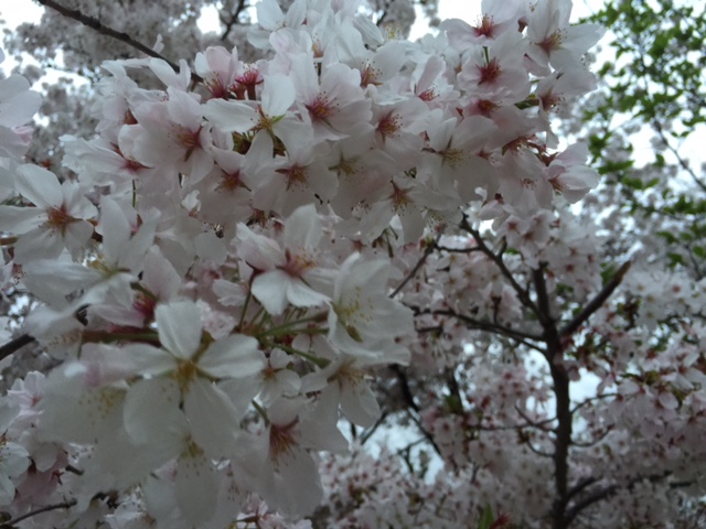 f:id:reeyan:20150407103150j:image f:id:reeyan:20150407103150j:image